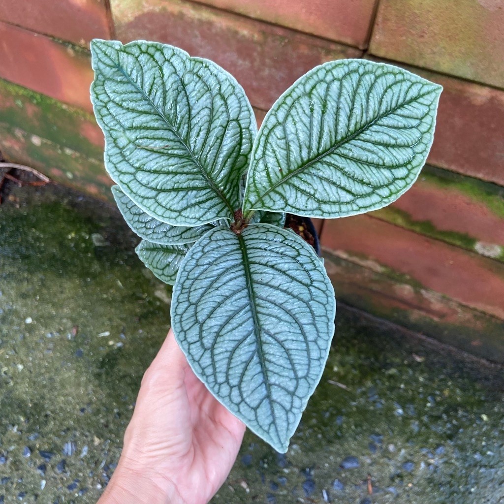 Ardisia Platinum คือไม้ใบประดับหายากที่กำลังได้รับความนิยมอย่างมากในกลุ่มนักสะสม