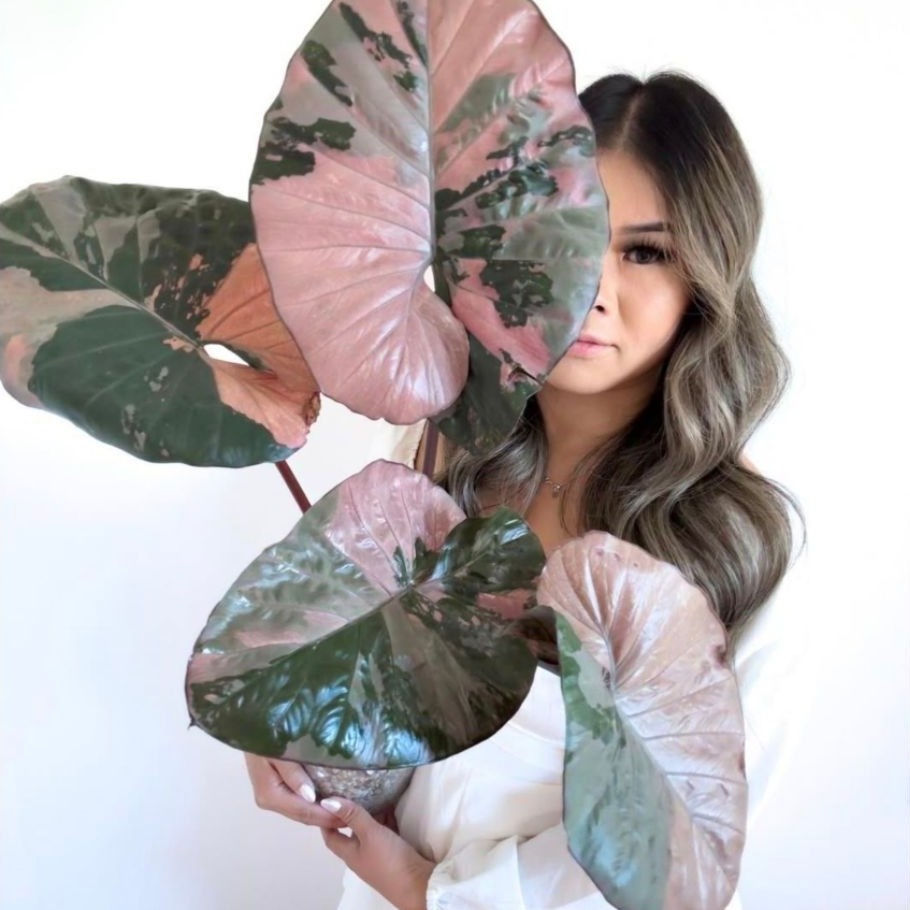 Alocasia Serendipity Pink Variegated (หรือที่นักสะสมนิยมเรียกว่า บอนดำด่างชมพู หรือ เซเรนด่างชมพู)
