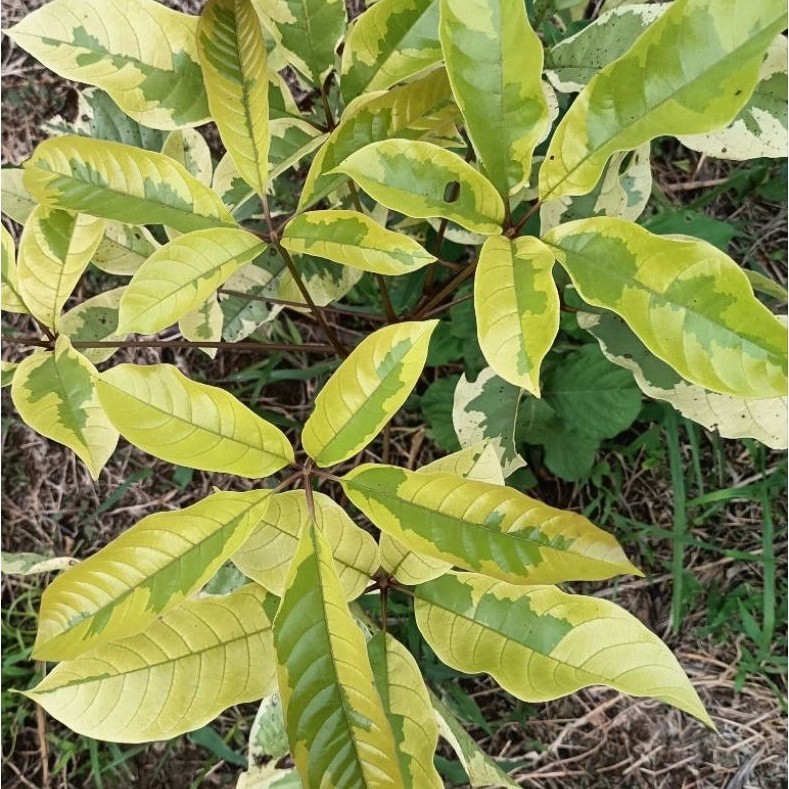 ต้นไข่เน่าด่าง(Vitex glabrata Variegated)