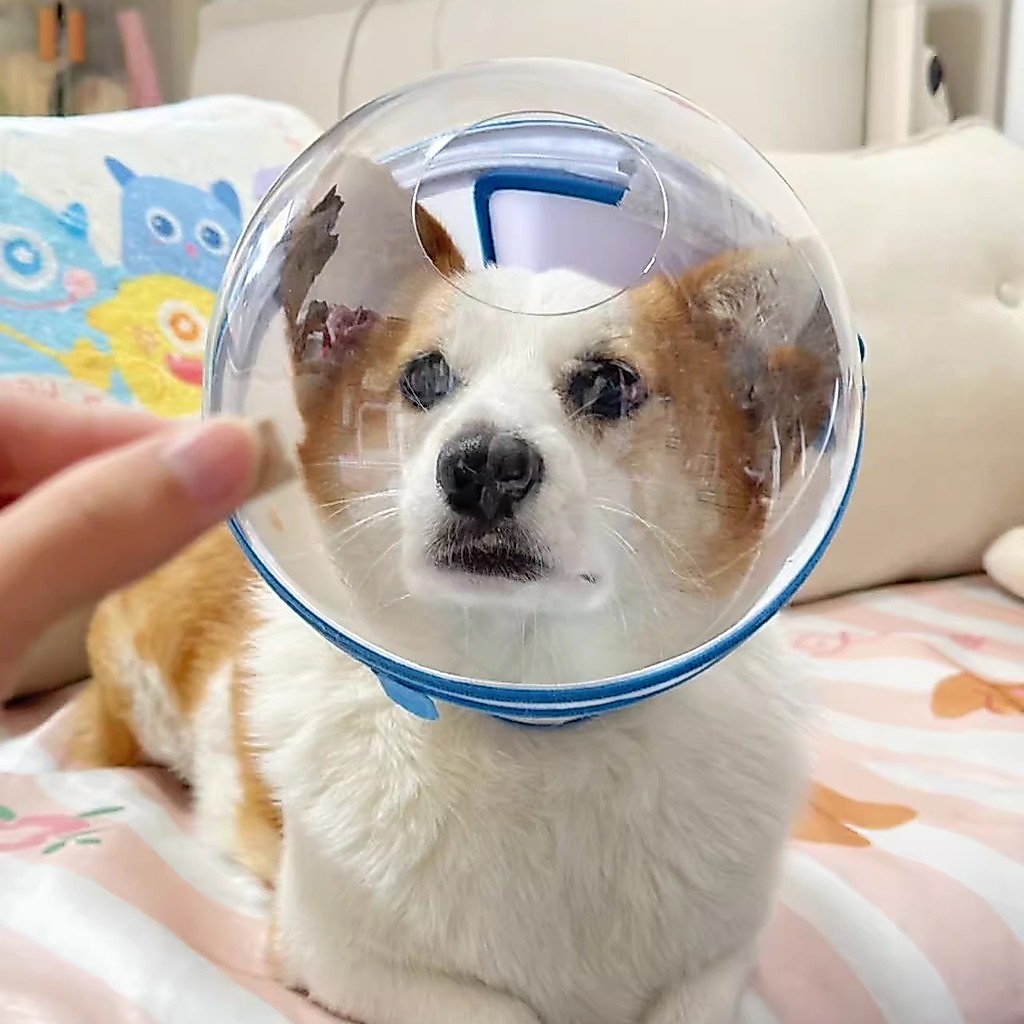 Dog Anti-Lick Bite Foot Tail Space Headgear Elizabeth Collar Collar Collar Collar (Corgi Mouth Cover
