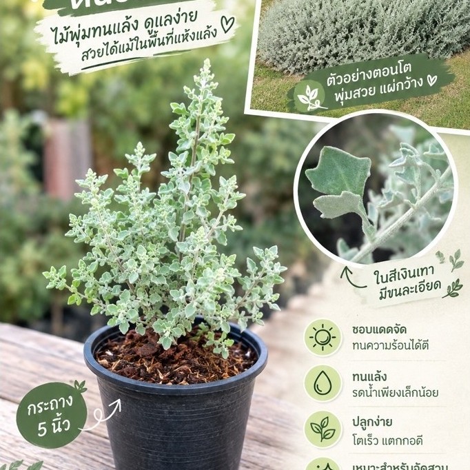 ต้นSalt bush ไม้ใบเงิน จัดสวนคอทเทจ ไซส์กระถาง 5 นิ้ว