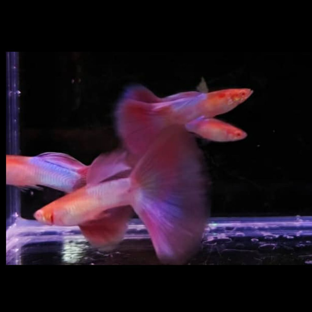 ปลาหางนกยูงเกรด Albino Pink Tail 1คู่ | อัลบาโน่พิงค์เทล |  ปลาสวยงาม