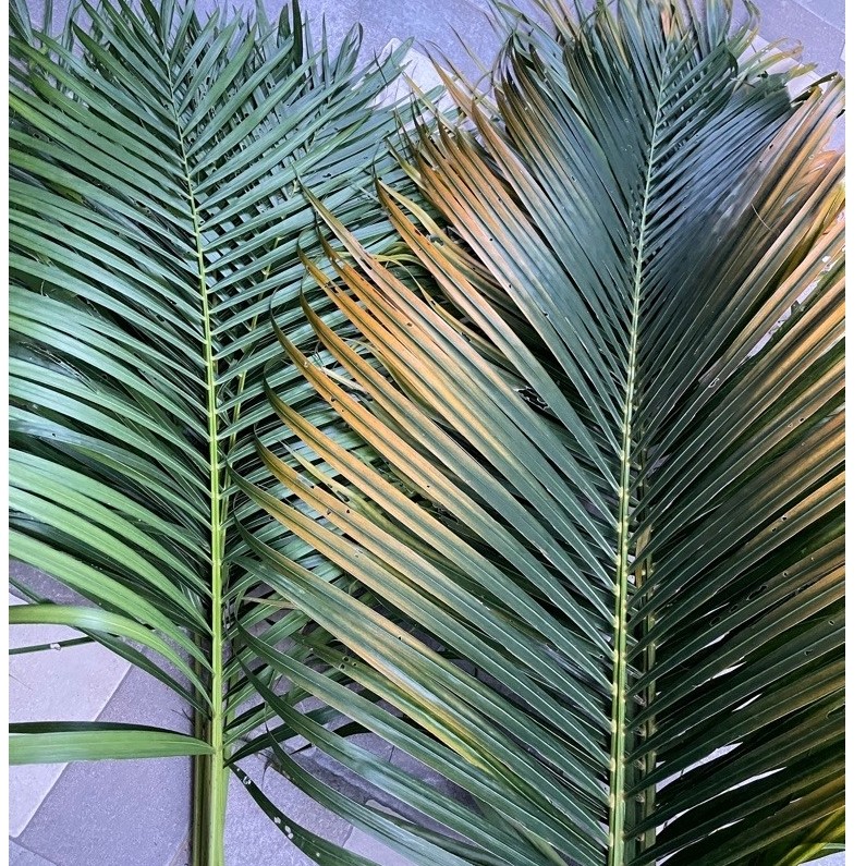 ก้านใบหมากเหลือง(Dypsis lutescens)ตัดสดใช้ตกแต่งจัดแจกันหรืองานประดิษฐ์ต่างๆ(1ชุด5ก้าน)