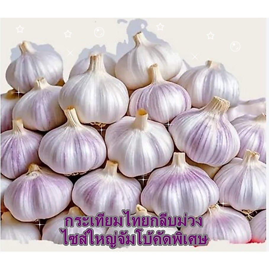 กระเทียมไซส์ใหญ่จัมโบ้ กระเทียมไทยกลีบม่วงอำเภอปายจังหวัดแม่ฮ่องสอน