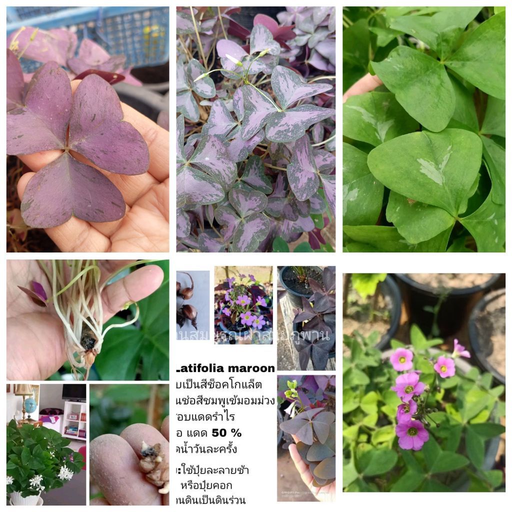 Oxalisชุดหัวผีเสื้อราตรี