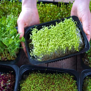 เมล็ดบรอกโคลี ไมโครกรีน Waltham 29 | Broccoli Microgreen Seeds | Non-GMO | 2g 5g 10g