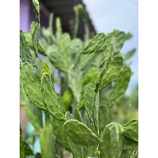 กระบองเพชรใบเสมา โอพันเทีย กระบองเพชรหูกระต่าย-หูมิกกี้เมาส์" (Opuntia microdasys)
