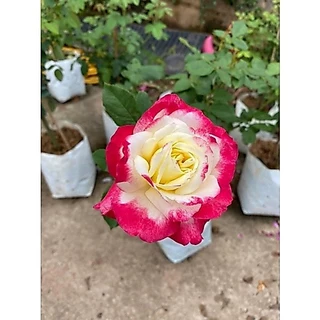 กุหลาบ-ดับเบิ้ลดีไลท์ “Double Delight” สีขาวเหลืองขอบแดง ดอกใหญ่ หอมแรง บานทน สีสันสดใส เลี้ยงง่าย