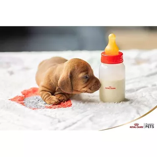 ร้านโทโมะ 💕(อ่านก่อนน้า) แบ่งขาย นมผง Royal Canin นมผงทดแทนนมแม่ สำหรับลูกสุนัข ลูกกระต่าย ชูการ์ กระรอก แฮมสเตอร์