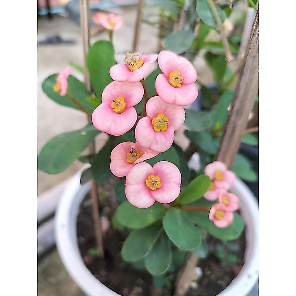 กิ่งโป๊ยเซียนแคระตัดสดมีหลายสี