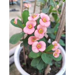 กิ่งโป๊ยเซียนแคระตัดสดมีหลายสี