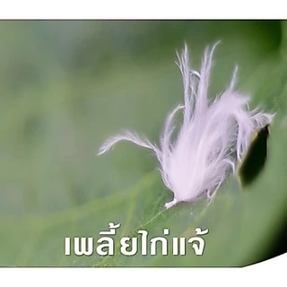 เอราโทเอต โอเมโทเอต ขนาด 1 ลิตร หนอนกอข้าว ไรเพลี้ยอ่อน หนอนชอนใบ เพลี้ยแป้ง เพลี้ยไฟ เพลี้ยหอย แมลงวันทอง #เอราวัณ