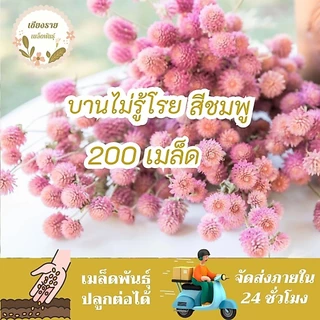 เมล็ดพันธุ์ บานไม่รู้โรย สีชมพู 30 เมล็ด Pink Gomphrena เมล็ดพันธุ์แท้ นำเข้าจากต่างประเทศ