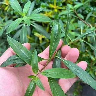 [MIN] ลัดวิเจียปิโลซ่า หรือ ludwigia sphaerocarpa /pilosa