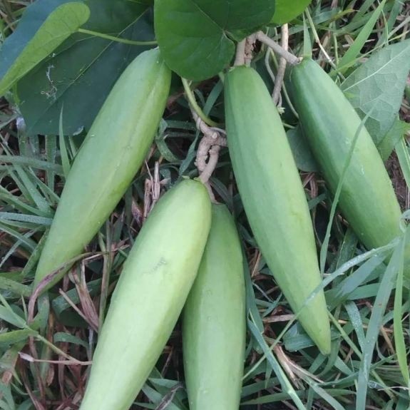 เมล็ดพันธุ์ลูกสลิดหรือขจรสำหรับปลูก ชุด60 เมล็ดราคา100บาท