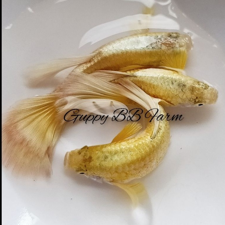ปลาหางนกยูงเกรด Full Gold 1คู่ | ปลาหางนกยูงฟลูโกล | ปลาสวยงาม