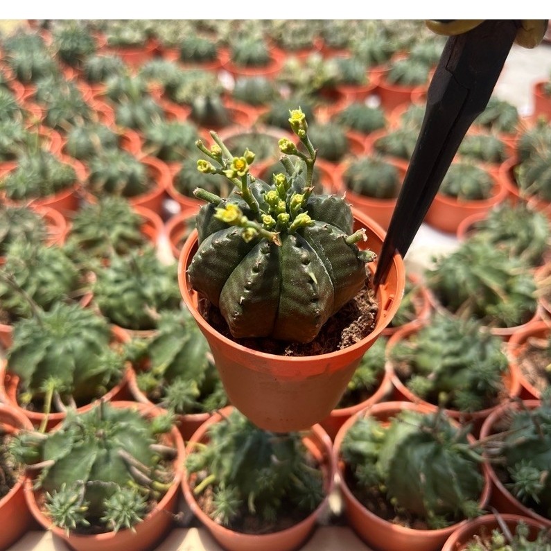 EUPHORBIA “PILLANSII”