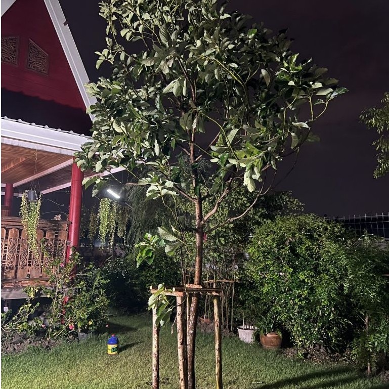 ต้นอะโวคาโด 2.5 เมตรขึ้นไป Avocado Tree