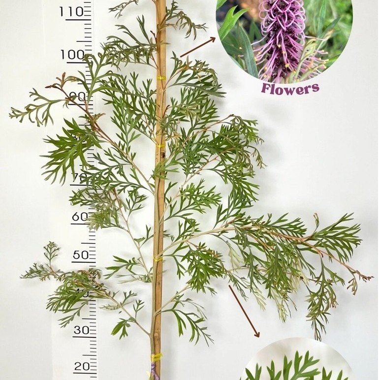ต้นสนเกรวิลเลีย (Grevillea ‘Dorothy Gordon’) สีม่วงแคระ