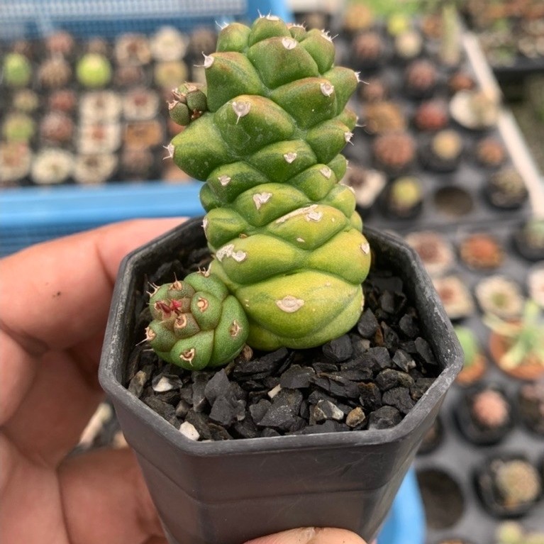 ยูโฟเบีย นาคราช ด่าง (Euphorbia Ritchiei Variegated)
