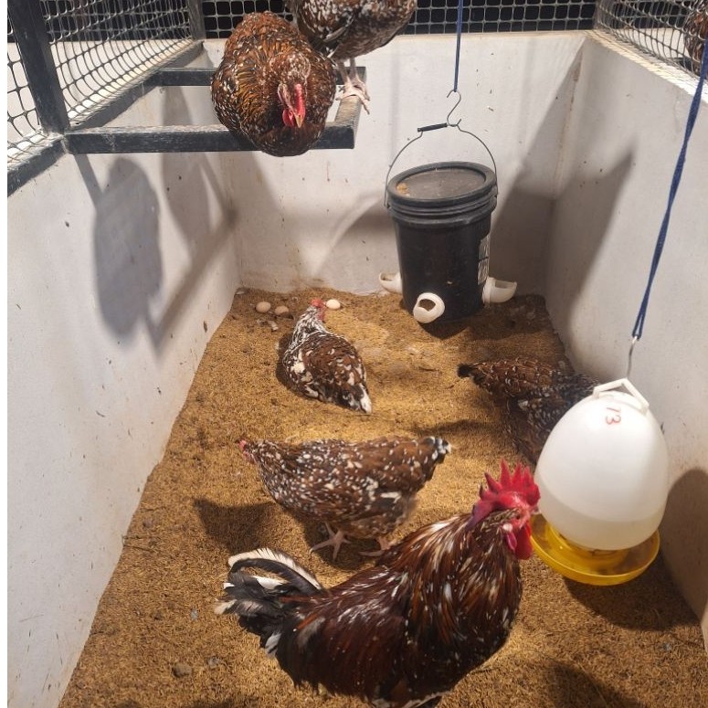 ไข่เชื้อไก่สเปกเคิล ซัคเซส (Speckled Sussex)