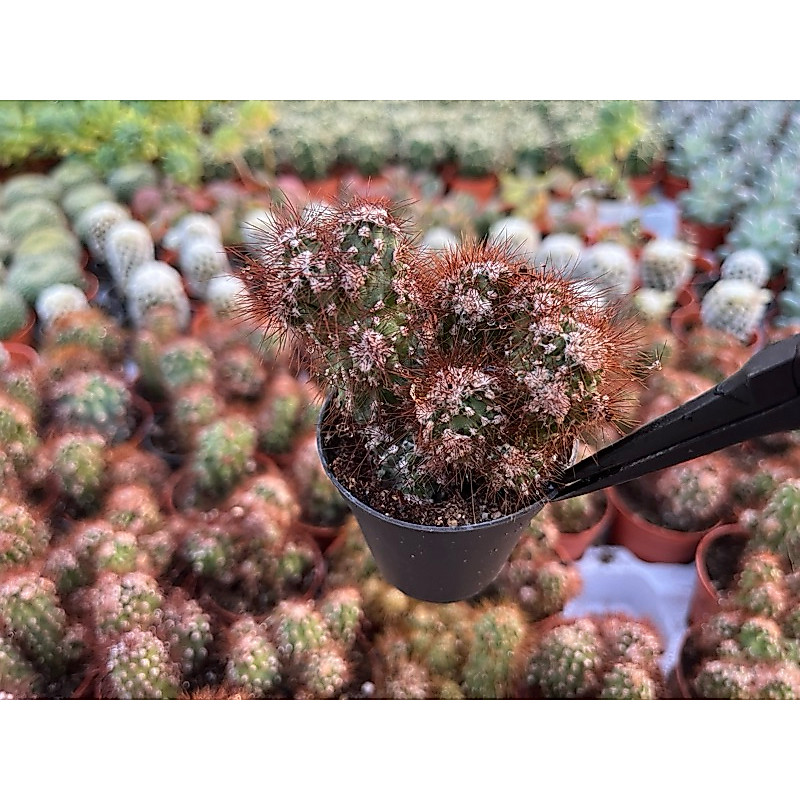 Cereus peruvianus monstrosa