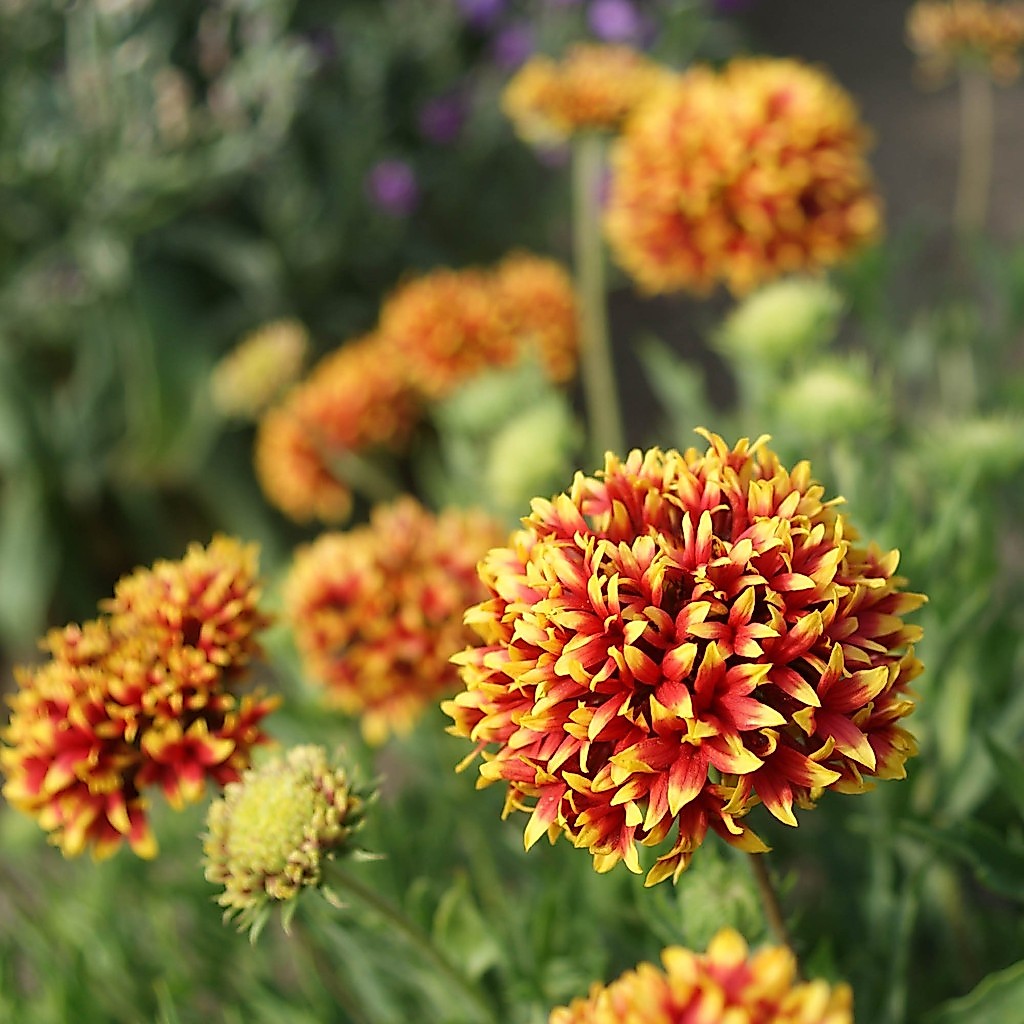 100 เมล็ด เดือนฉาย เกลลาเดียร์ Blanket Flower Gaillardia Seeds สายพันธุ์ Pulchella Bicolor