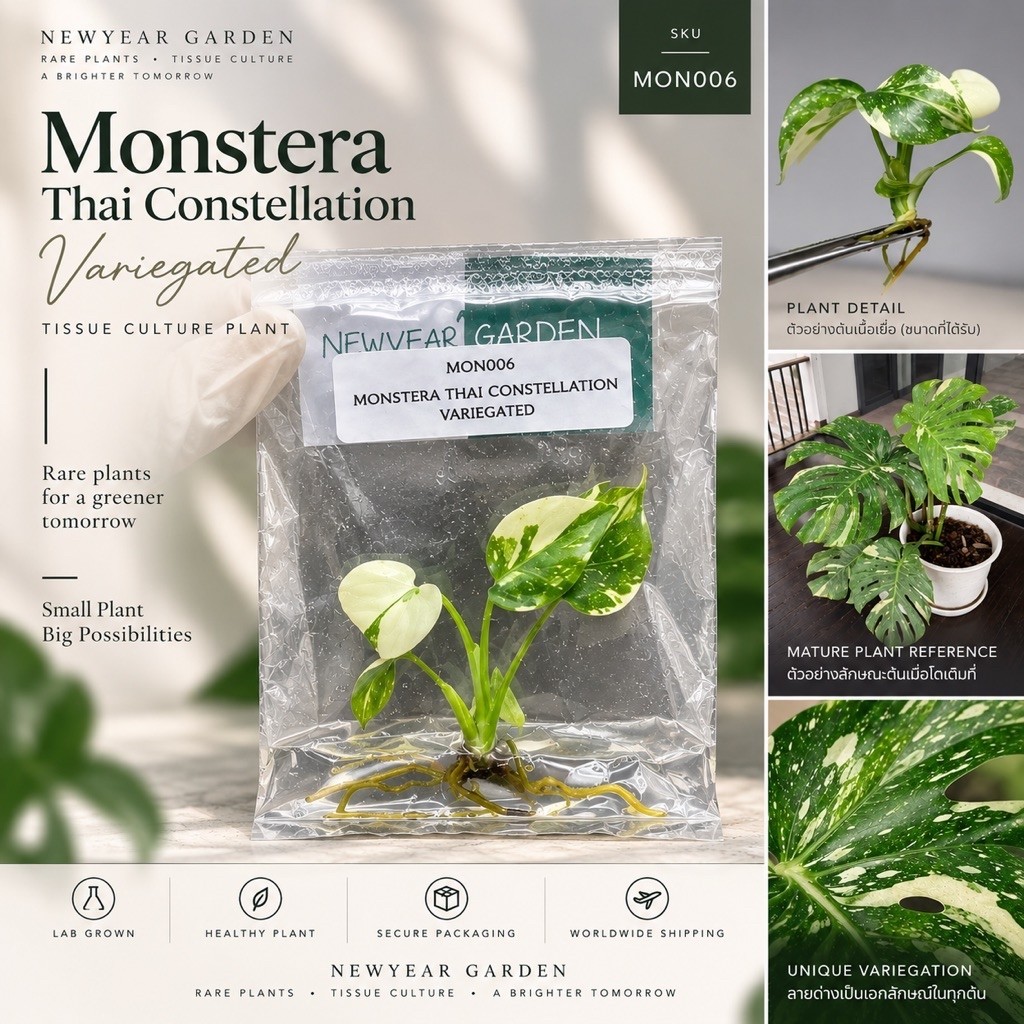 ไม้เนื้อเยื่อ: มอนสเตอร่าไทยคอนด่าง: (MON006) Monstera Thai Constellation Variegated Tissue Culture (1 plant/bag)