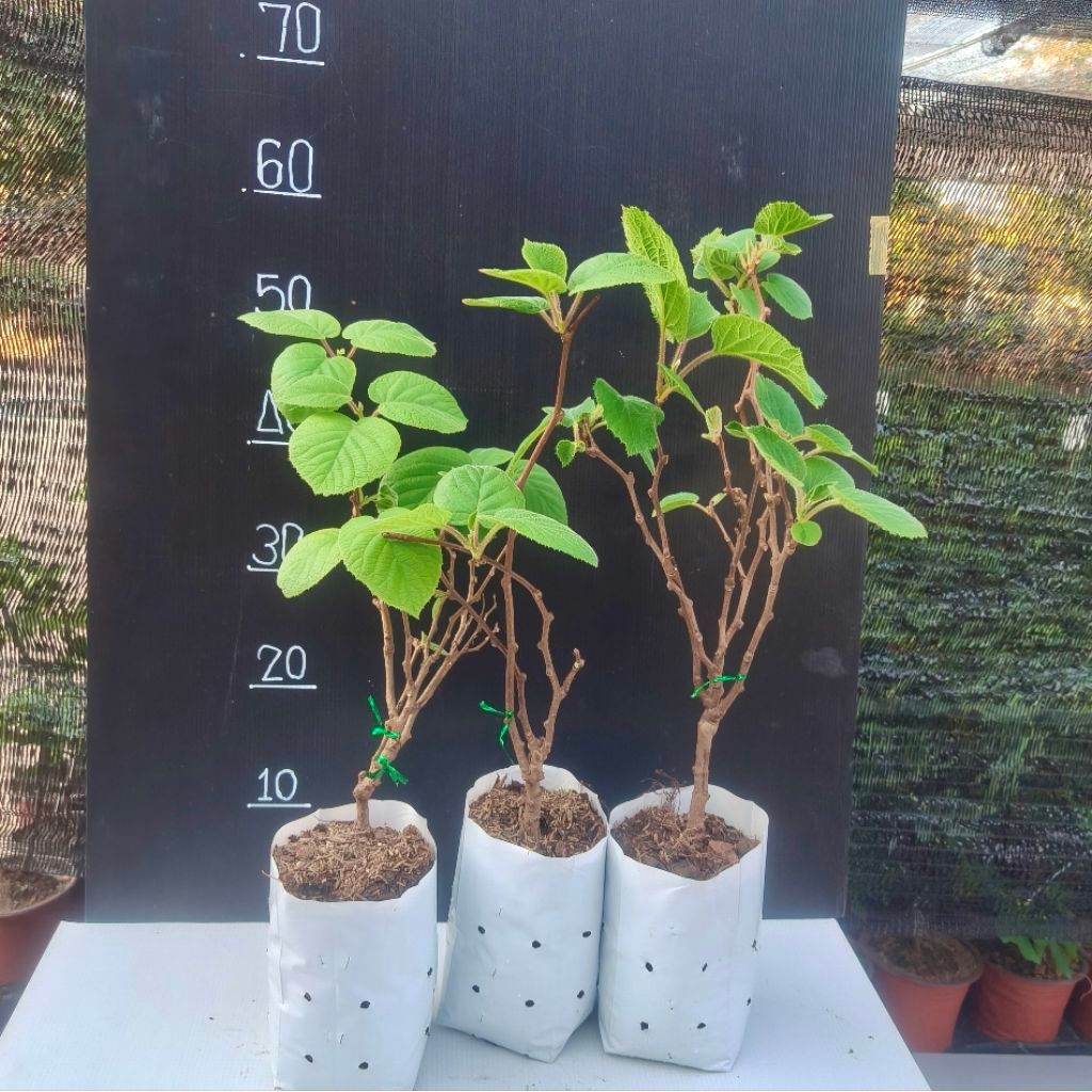 กีวี่เขียว ต้นนำเข้า สายอึดแดดอึดร้อน ปรับตัวเก่งในไทย ขนาดต้นประมาณ 40-50 cm ราคา ถูกที่สุด ดีลบีเคเค แกลเลอรีภาพที่ 3
