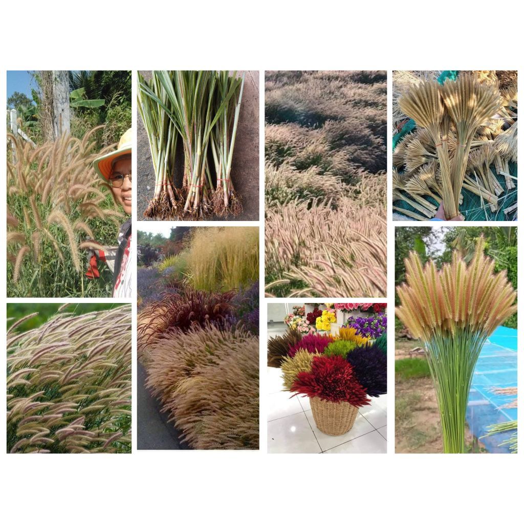 หญ้า​หางกระรอก​ ต้นพันธุ์1​ชุด​50​ต้น​100​บาท​(สำหรับปักชำ)