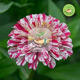 พิเศษ 9 บาท บานชื่น เปเปอร์มินท์คละสี 10 เมล็ด