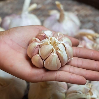 🧄 กระเทียมจีน 🧄 คัดเกรด AAAA สดใหม่ ขนาดครึ่งกิโล คุณภาพดี กระเทียมปิงปอง กระเทียมจีนหัว ขาว เนื้อแน่น