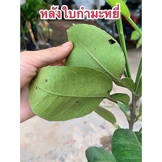 #ต้นส้มโอทับทิมสยาม (ต้นใหญ่ ถุง4คูณ10นิ้ว) สูงราว 50-80 เซน (เสียบยอด) ปากพนัง นครศรีธรรมราช