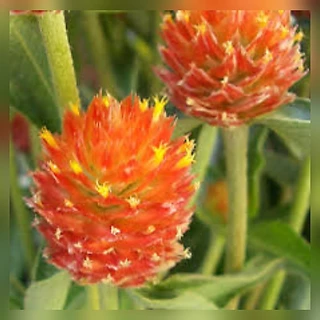 เมล็ดดอกบานไม่รู้โรย สีส้ม 70 เมล็ด บานไม่รู้โรย