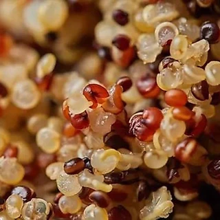 [ส่งด่วน] Quinoa ควินัว 3 สี อาหารคลีน พรีเมียม 150 กรัม | ธัญพืชโปรตีนสูง ปรุงง่าย เหมาะกับมื้อคลีน