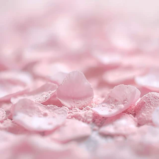 ผงซากุระ 100% (Sakura Powder) ขนาด 100 กรัม วัตถุดิบจากซากุระแท้