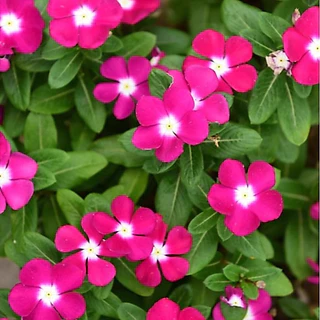 ปลูกง่าย Periwinkle Bonsai Seeds แพงพวยคละสี ดอกแพงพวย บรรจุ 450 เมล็ด
