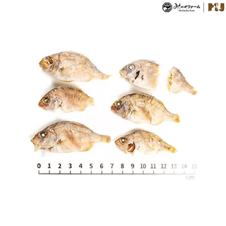 Small Red Sea Bream 50g. มิชิโนกุฟาร์มปลามาได หรือ ปลากะพงแดงญี่ปุ่น จากจังหวัดโคชิประเทศญี่ปุ่น
