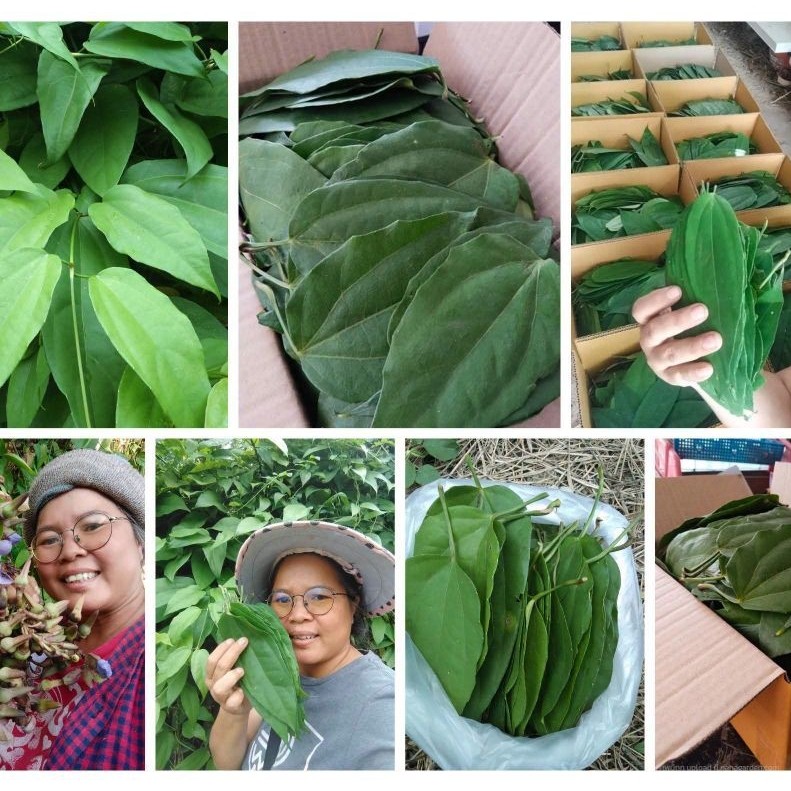 ใบรางจืด ขายใบสด1กิโลกรัม100บาท(เฉพาะใบเท่านั้น)