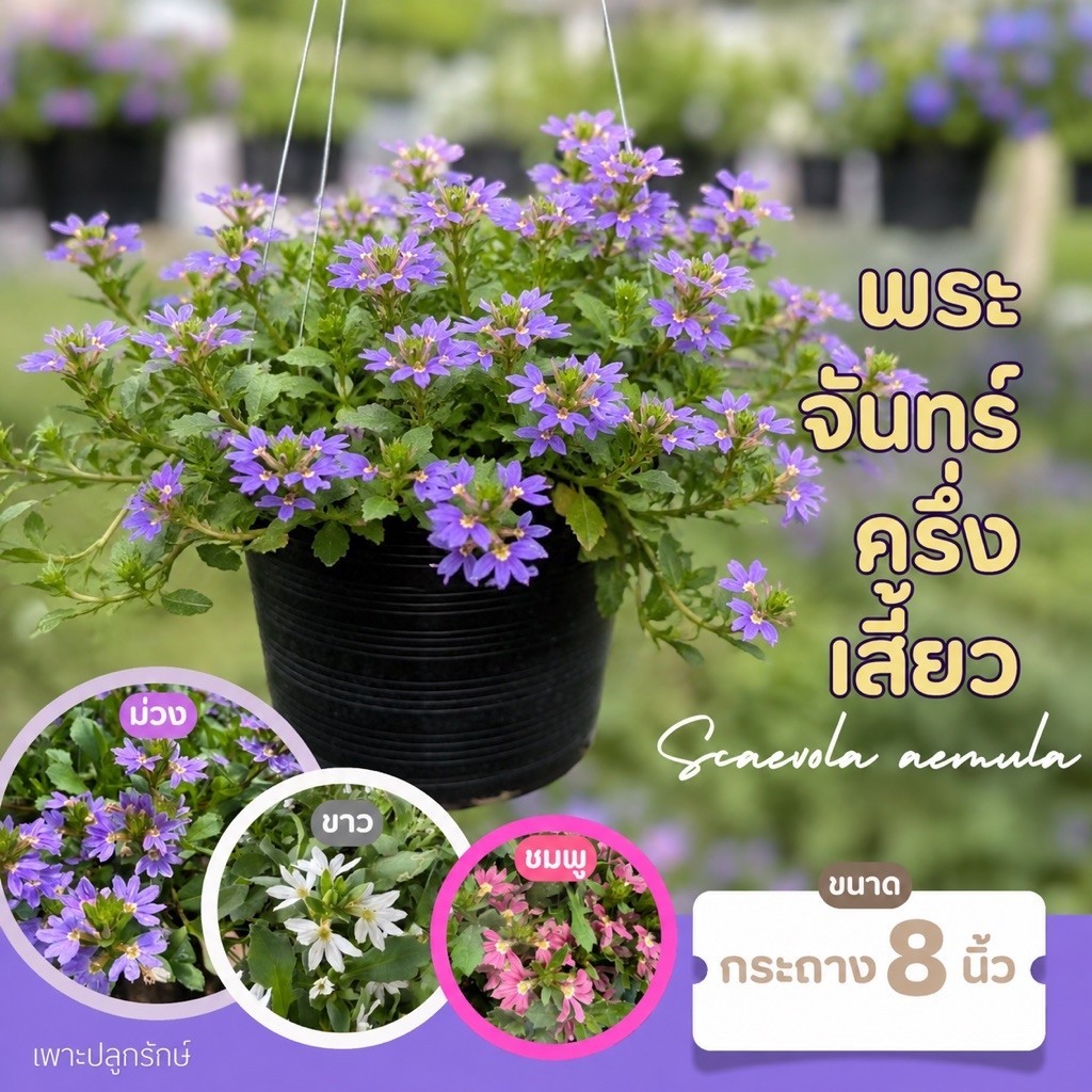 พระจันทร์ครึ่งเสี้ยว ซีโวลา/บลูวันเดอร์/Fairy Fan Flower/Half-flower/Scaevola(F11) #ดอกไม้ทานได้ #ออกดอกตลอดปี