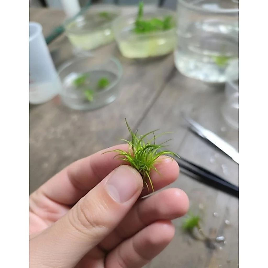 Hairgrass Twist ไม้ปูพื้น ประดับตู้ปลา thumbnail 8