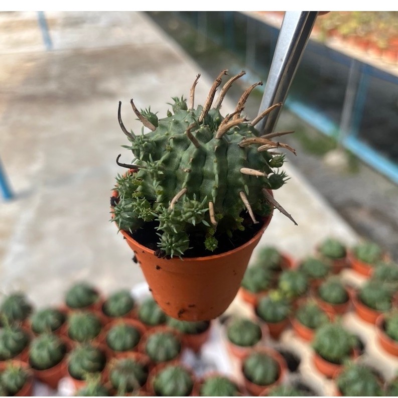 Euphorbia “Meloformis”