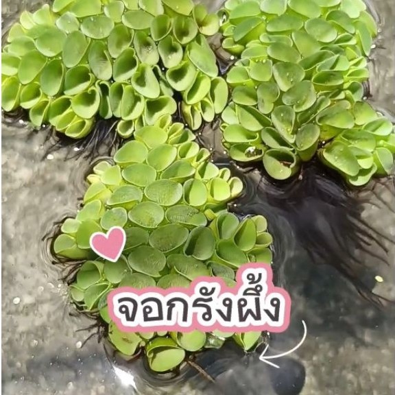 จอกรังผึ้ง จอกหูหนู พืชน้ำประดับอ่างปลาสวยงาม เป็นที่หลบซ่อนของลูกปลาตัวเล็กๆ