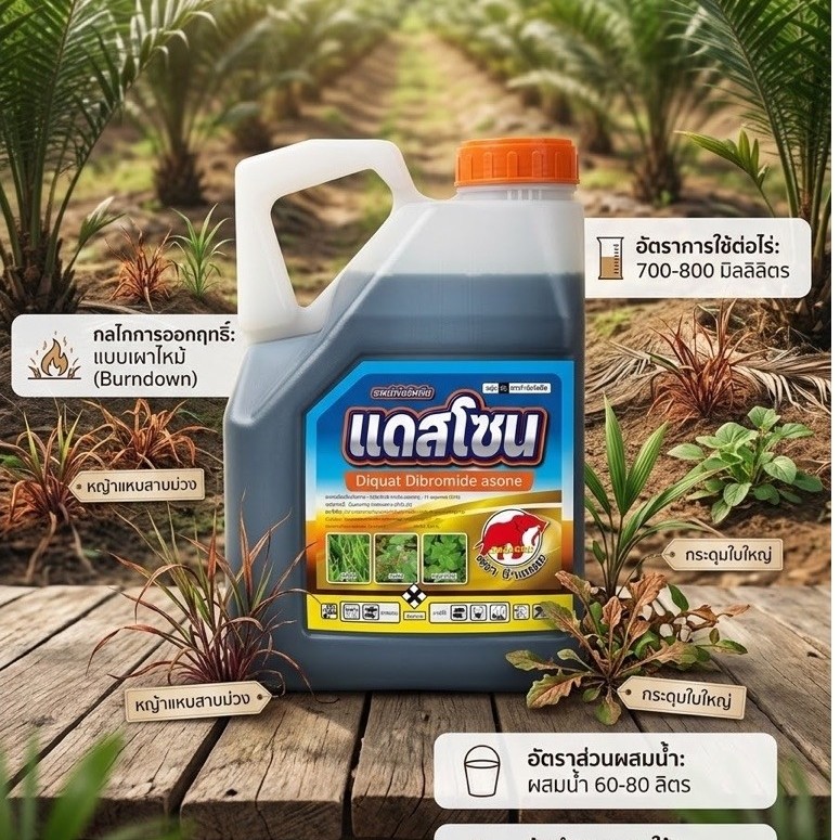 แดสโซน (Diquat Dibromide asone) จัดการวัชพืชในสวนปาล์มน้ำมัน ออกฤทธิ์แบบเผาไหม้ (Burndown) เห็นผลไว