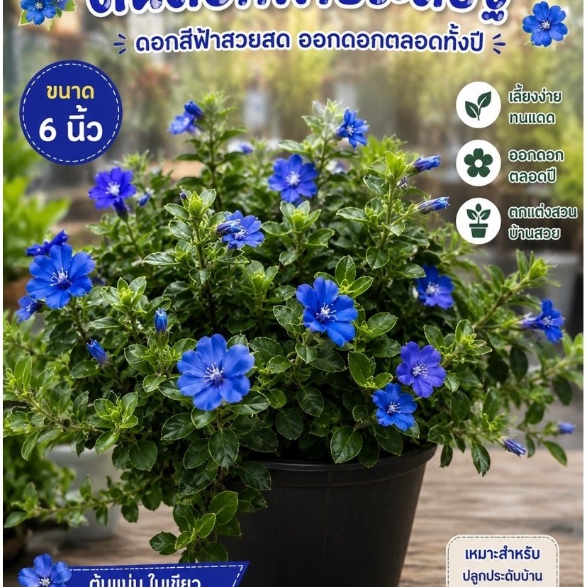 TLPต้นดอกฟ้าประดิษฐ์​ไม้ดอกสีฟ้าสวยกระถาง​6นิ้ว