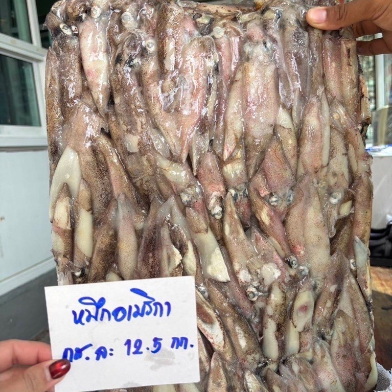 หมึกเมกา 🦑 👉กระสอบละ 12 โล/ 1 ก้อน 📍น้ำหนักหลังปั่น 30 ตัว/โล🔥ค่าส่งเหมา 🚛💨ส่งขนส่งแช่เย็นทั่วไทย