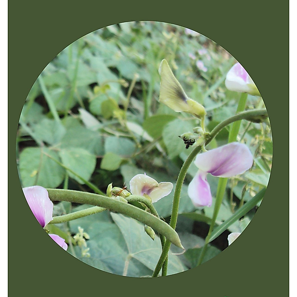 ขายส่ง ถั่วเพอราเรีย Pueraria phaseoloides ถั่วคุดชู พืชคุลมดินตระกูลถั่ว พืชอาหารสัตว์ ถั่วพินตอย 100 เมล็ด
