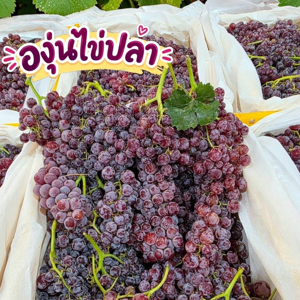 (1KG, 2KG)องุ่นไข่ปลาไร้เมล็ด หวานอมเปรี้ยวอร่อยทานเพลิน