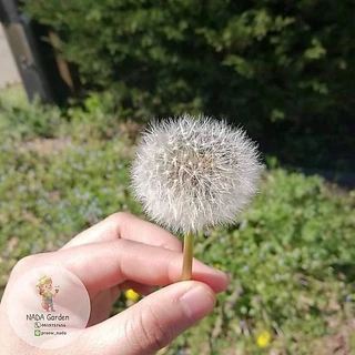 เมล็ดพันธุ์แดนดิไลออน Dandelion บรรจุ250เมล็ด อัตราการงอกสูง