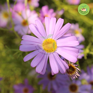 9 บาท เมล็ดพันธุ์ดอกเดซี่สีม่วง (สวอนริเวอร์) บรรจุ 100 เมล็ด